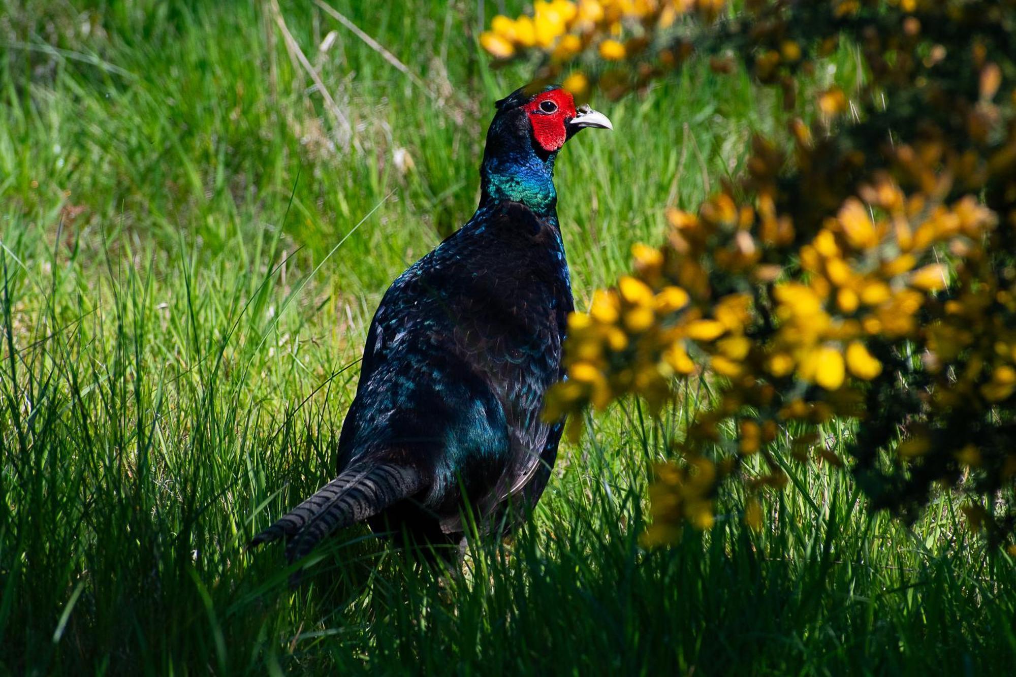 Peppercorn Pod At Beck House Glamping Hotel Salmonby Luaran gambar